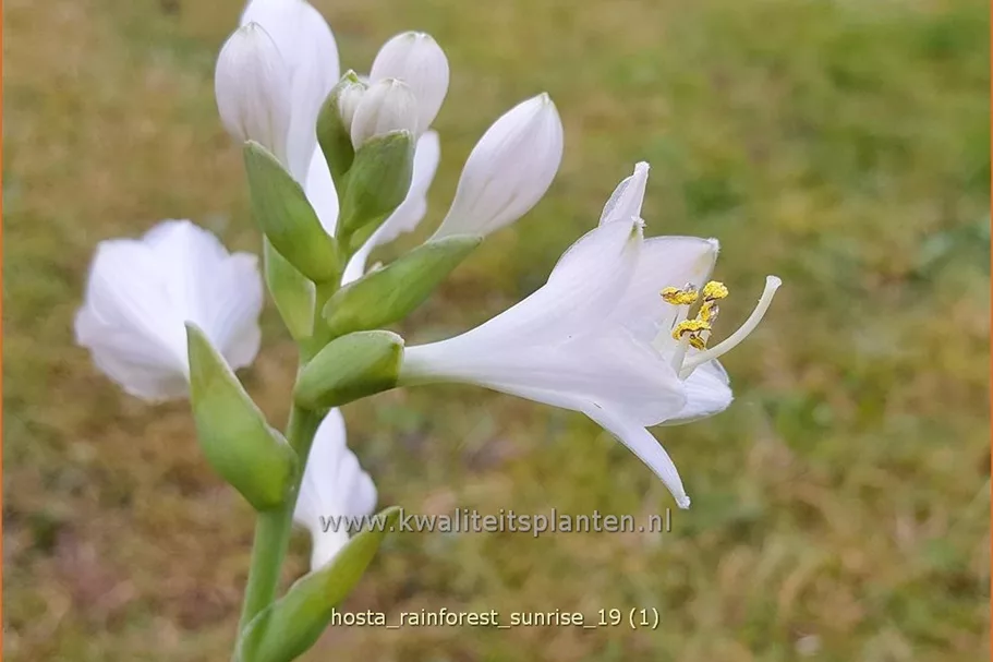 Hosta sieboldiana 'Rainforest Sunrise'
