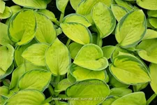 Hosta sieboldiana 'Rainforest Sunrise'