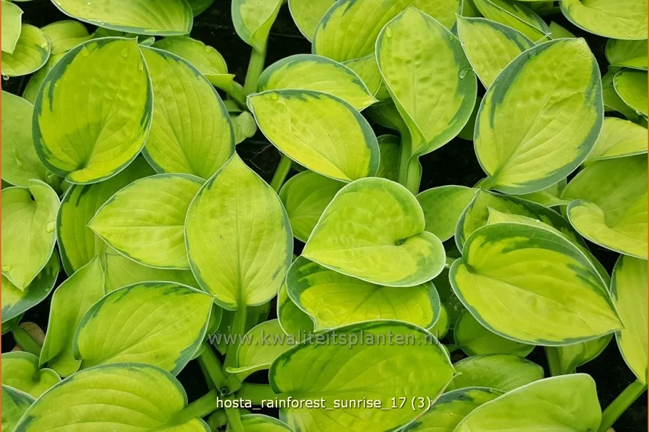 Hosta sieboldiana 'Rainforest Sunrise'