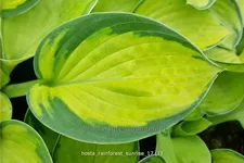 Hosta sieboldiana 'Rainforest Sunrise'