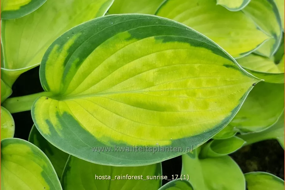 Hosta sieboldiana 'Rainforest Sunrise'
