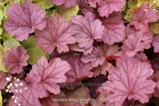 Heuchera villosa 'Berry Smoothie'®