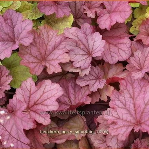 Heuchera villosa 'Berry Smoothie'®