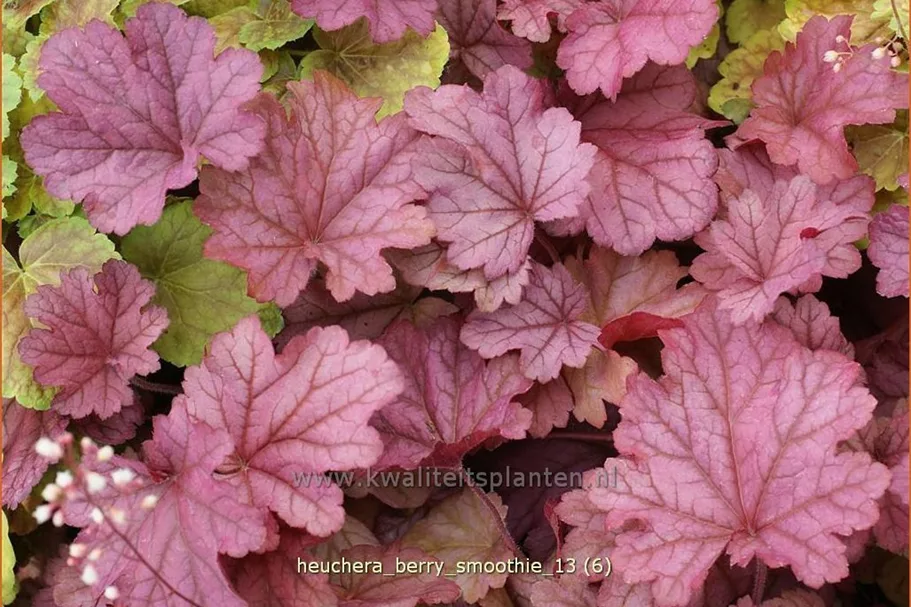 Heuchera villosa 'Berry Smoothie'®