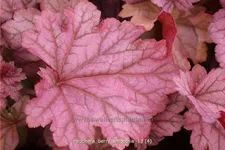 Heuchera villosa 'Berry Smoothie'®