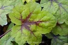 Heucherella 'Stoplight'®