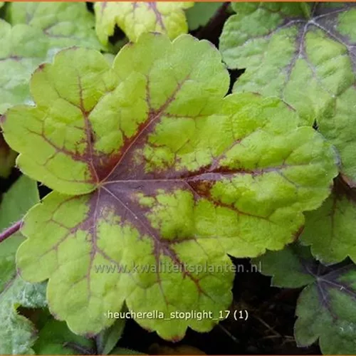 Heucherella 'Stoplight'®