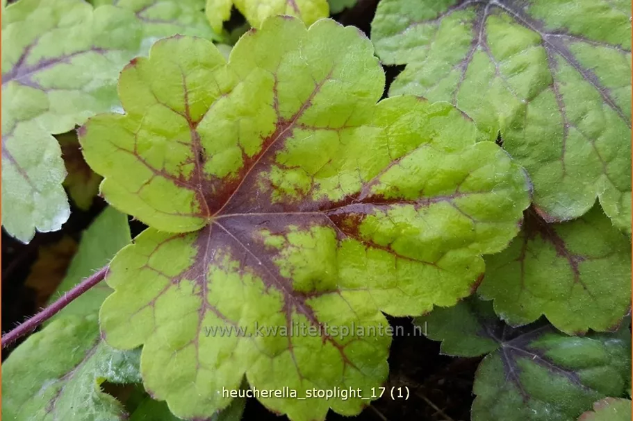 Heucherella 'Stoplight'®