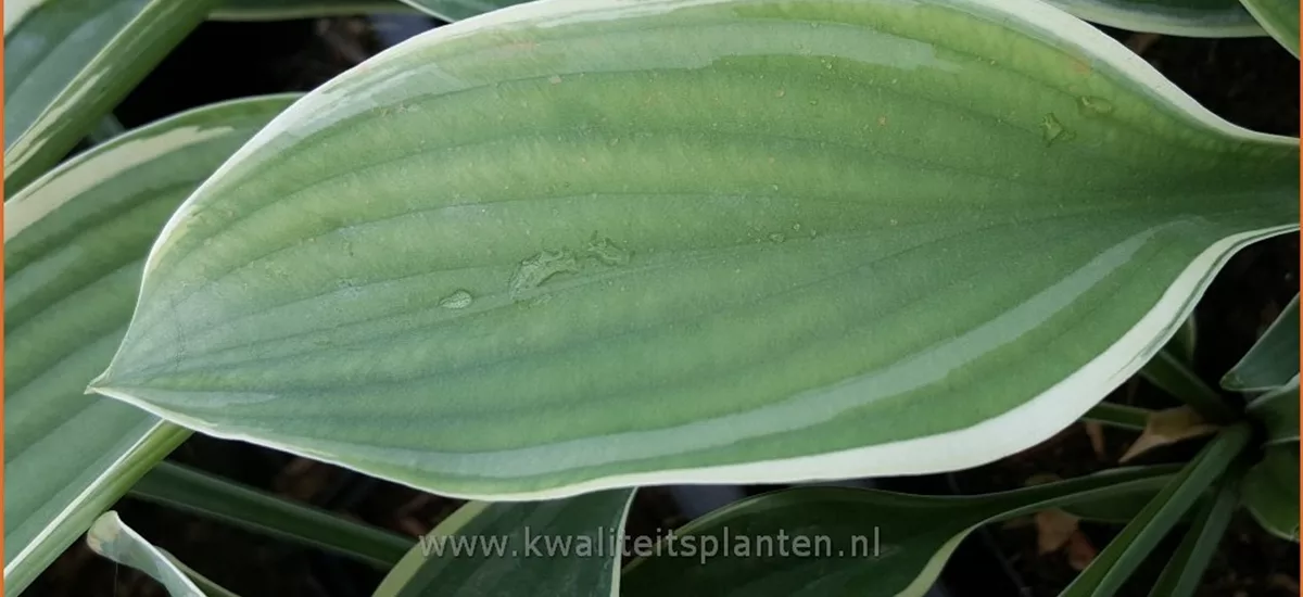 Hosta nigrescens 'Regal Splendor'