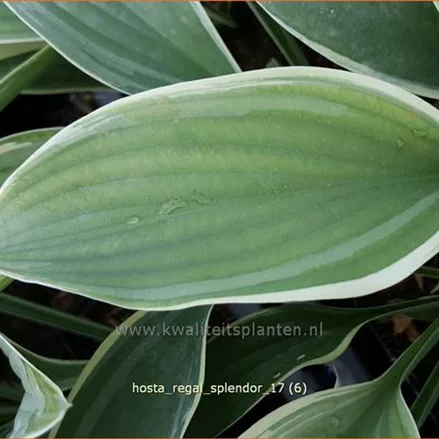 Hosta nigrescens 'Regal Splendor'