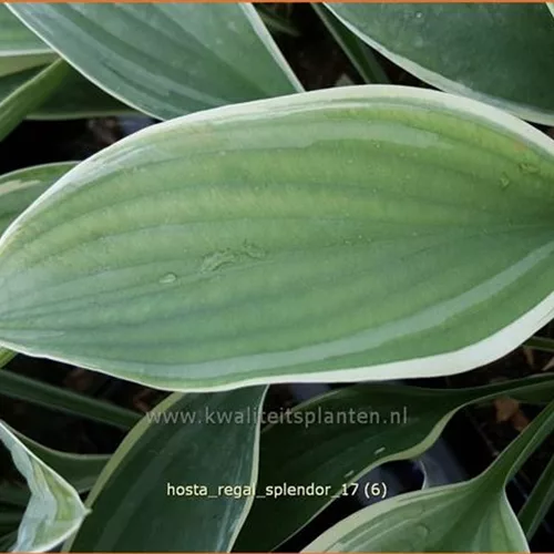 Hosta nigrescens 'Regal Splendor'