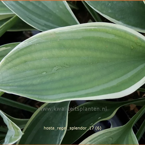 Hosta nigrescens 'Regal Splendor'