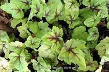 Heucherella 'Stoplight'®