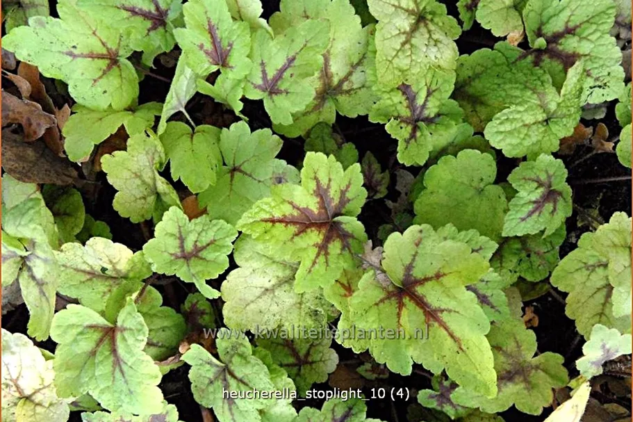 Heucherella 'Stoplight'®
