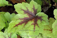 Heucherella 'Stoplight'®