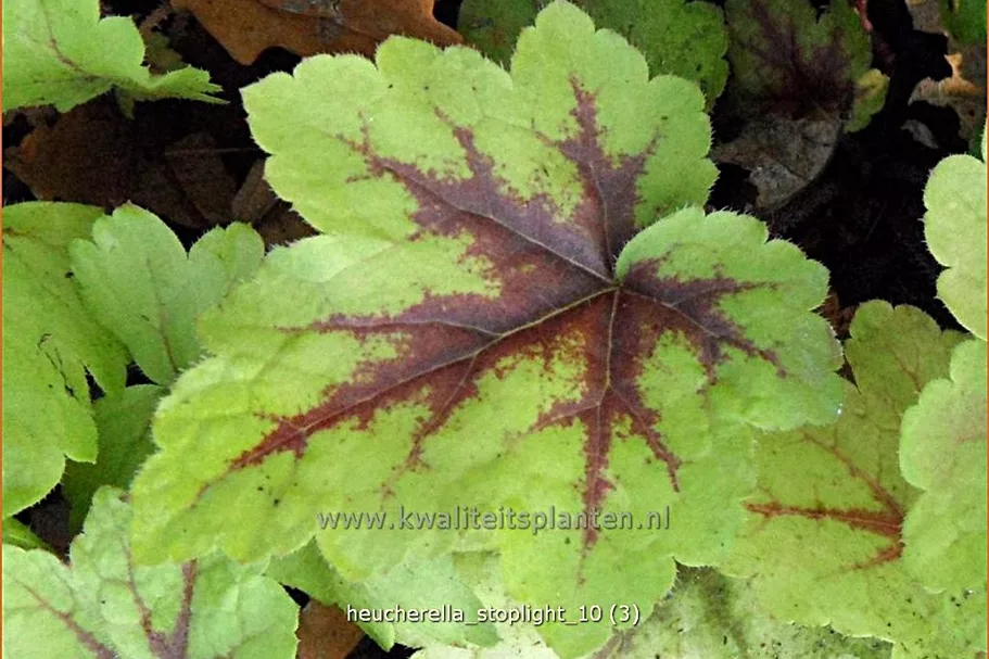 Heucherella 'Stoplight'®