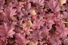 Heuchera villosa 'Berry Smoothie'®