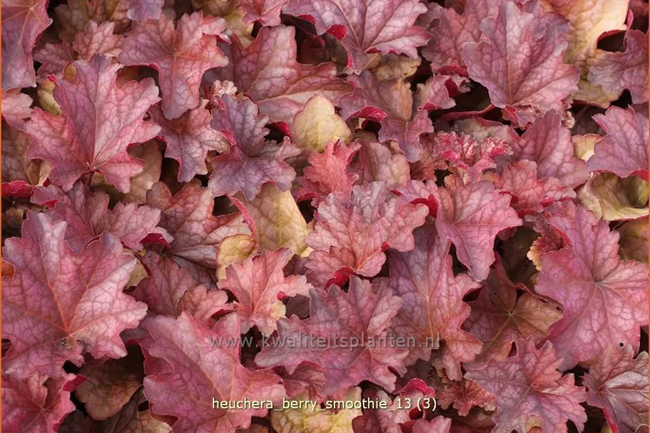 Heuchera villosa 'Berry Smoothie'®