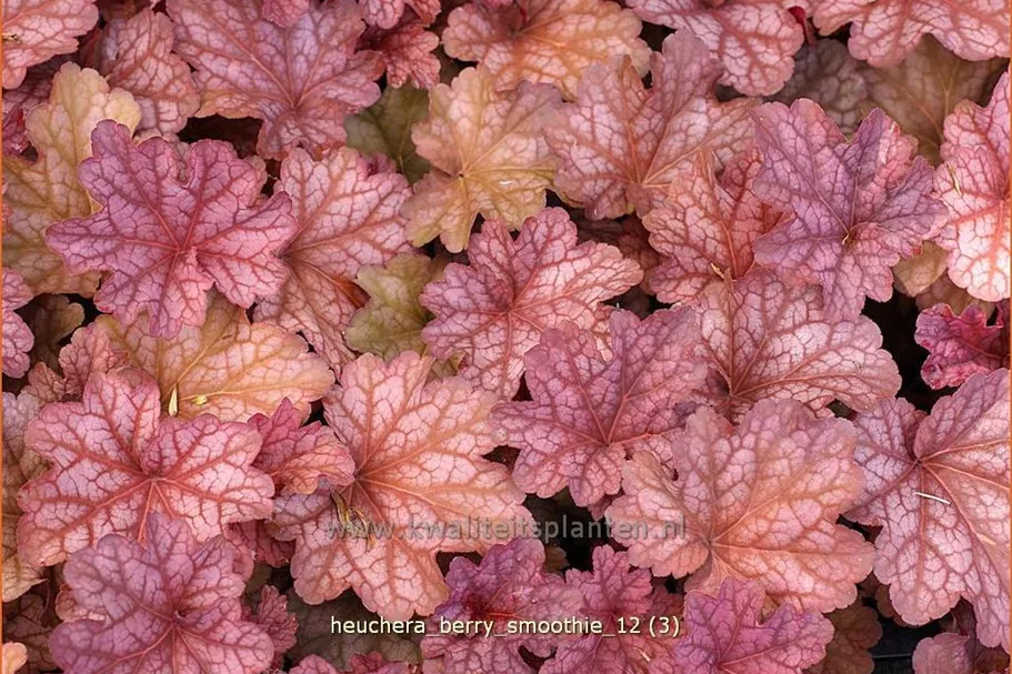 Heuchera villosa 'Berry Smoothie'®