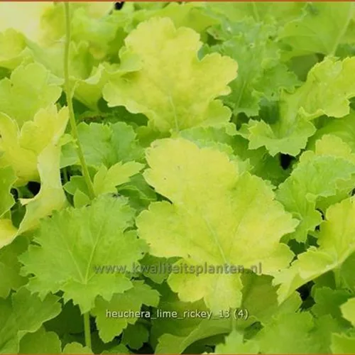 Heuchera 'Lime Rickey'