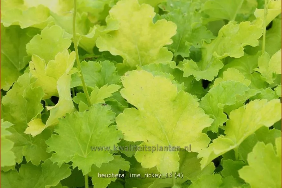 Heuchera 'Lime Rickey'