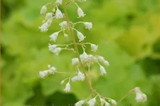 Heuchera 'Lime Rickey'