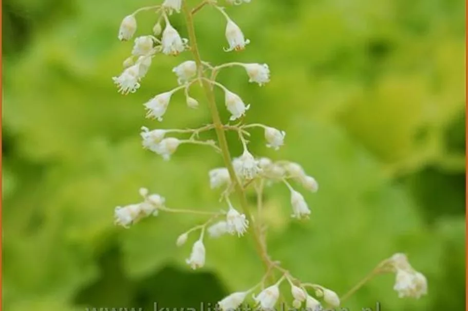 Heuchera 'Lime Rickey'