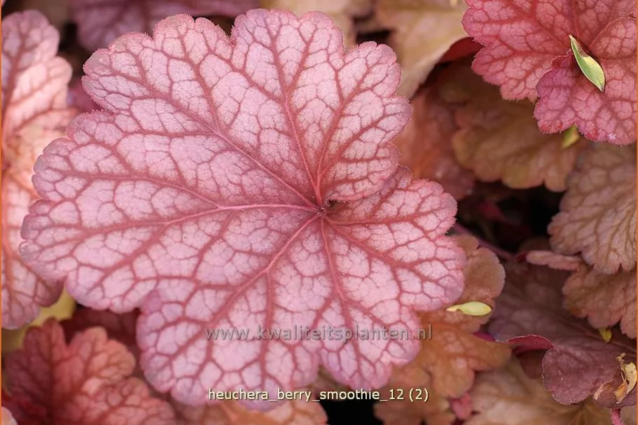 Heuchera villosa 'Berry Smoothie'®