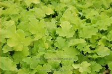 Heuchera 'Lime Rickey'