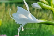 Hosta plantaginea 'Royal Standard'