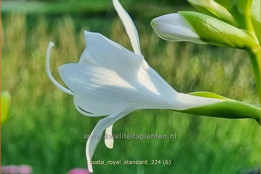 Hosta plantaginea 'Royal Standard'