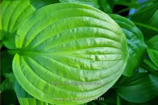 Hosta plantaginea 'Royal Standard'