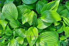 Hosta plantaginea 'Royal Standard'