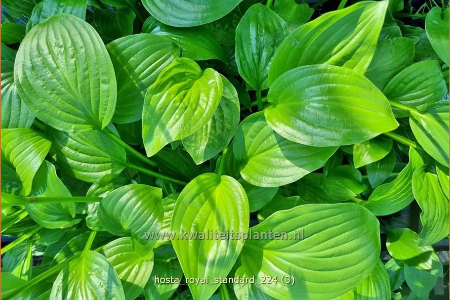 Hosta plantaginea 'Royal Standard'