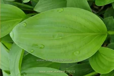 Hosta plantaginea 'Royal Standard'
