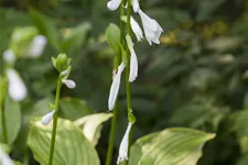 Hosta plantaginea 'Royal Standard'