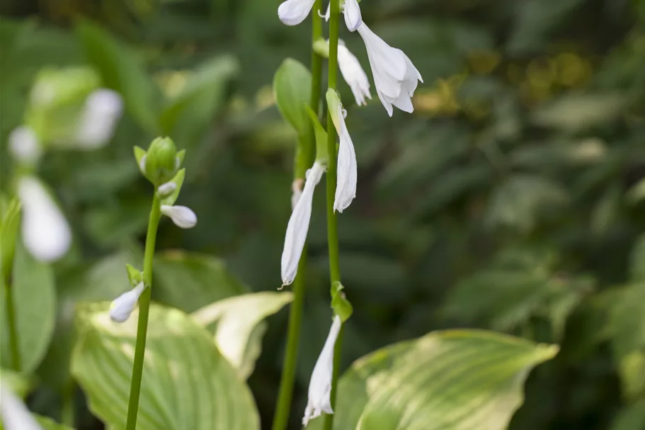 Hosta plantaginea 'Royal Standard'