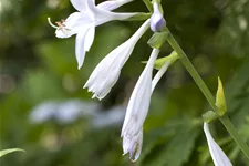 Hosta plantaginea 'Royal Standard'