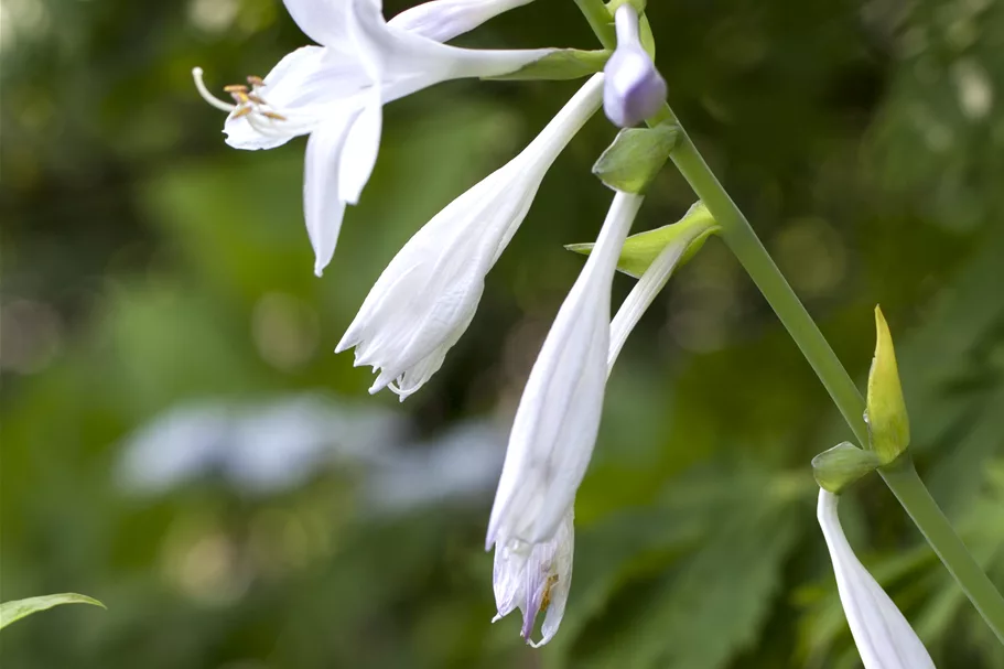 Hosta plantaginea 'Royal Standard'