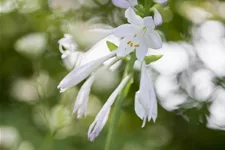 Hosta plantaginea 'Royal Standard'