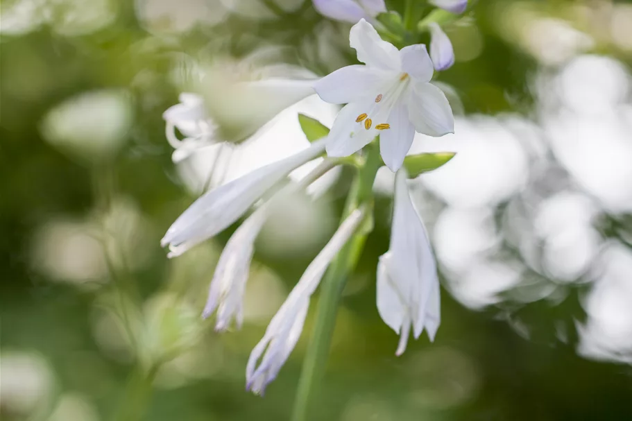 Hosta plantaginea 'Royal Standard'
