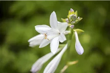 Hosta plantaginea 'Royal Standard'