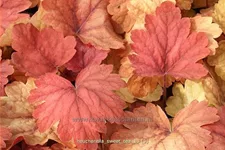 Heucherella 'Sweet Tea'®