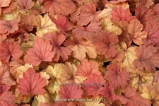 Heucherella 'Sweet Tea'®
