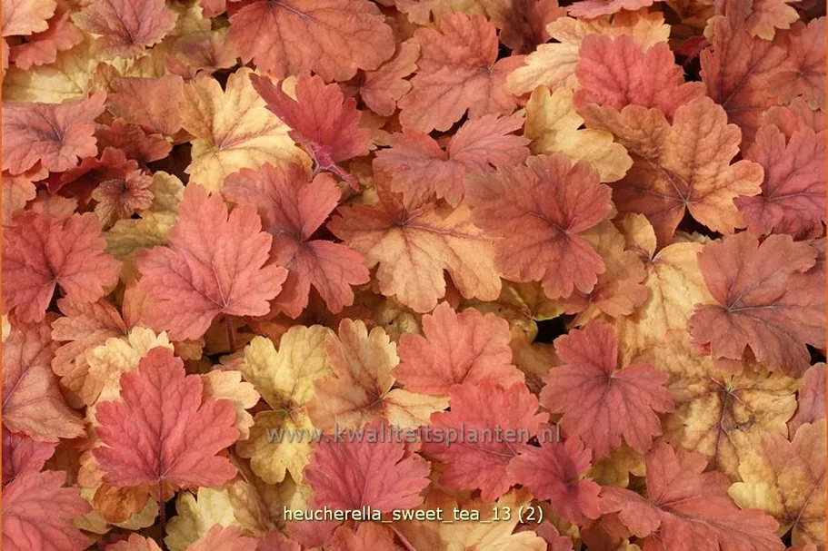 Heucherella 'Sweet Tea'®