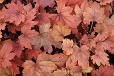 Heucherella 'Sweet Tea'®