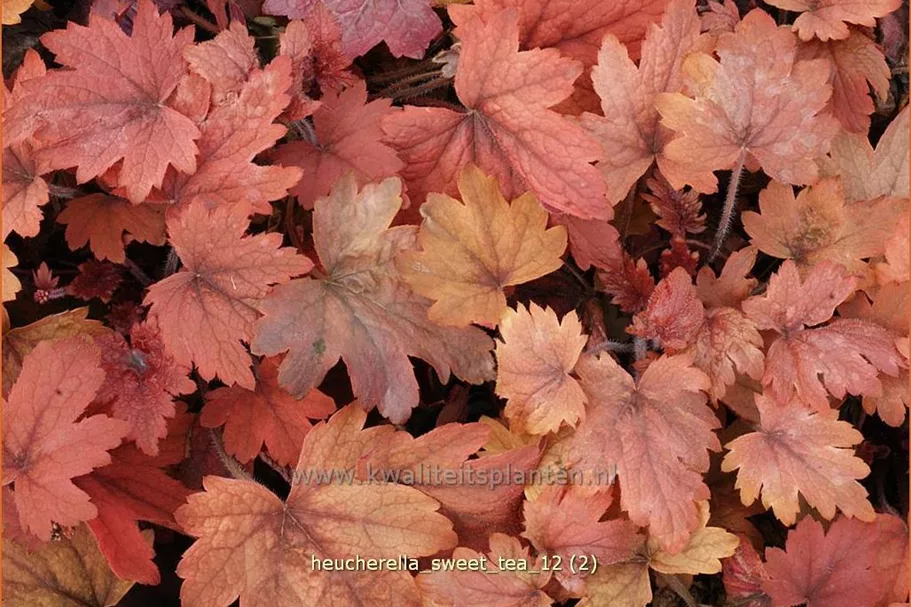 Heucherella 'Sweet Tea'®