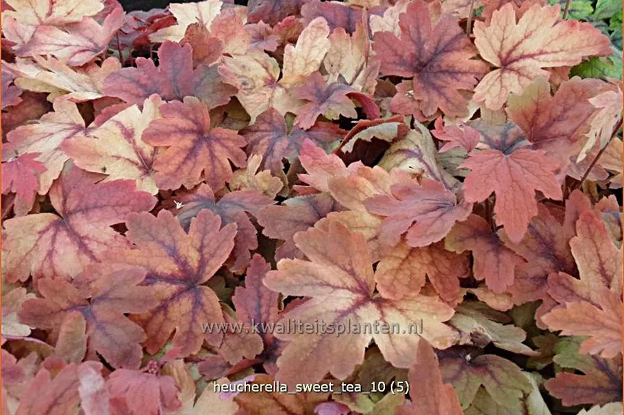 Heucherella 'Sweet Tea'®