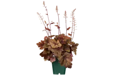 Heucherella 'Sweet Tea'®