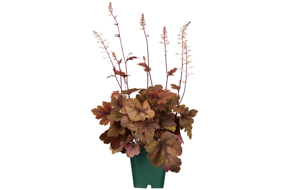Heucherella 'Sweet Tea'®